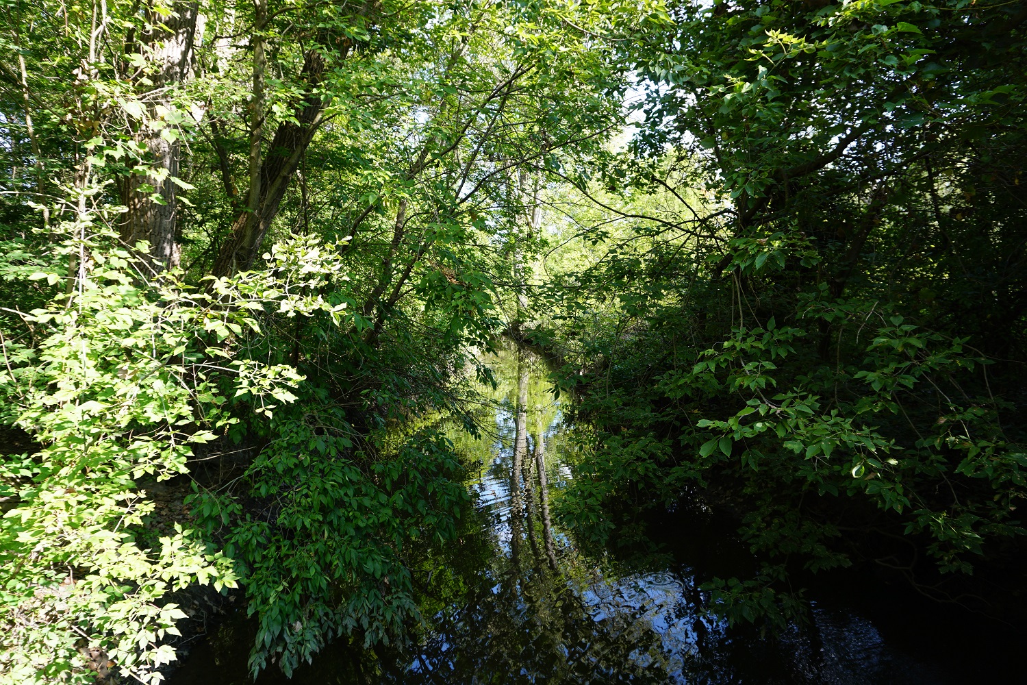 Skokie River Nature Preserve Lake Forest